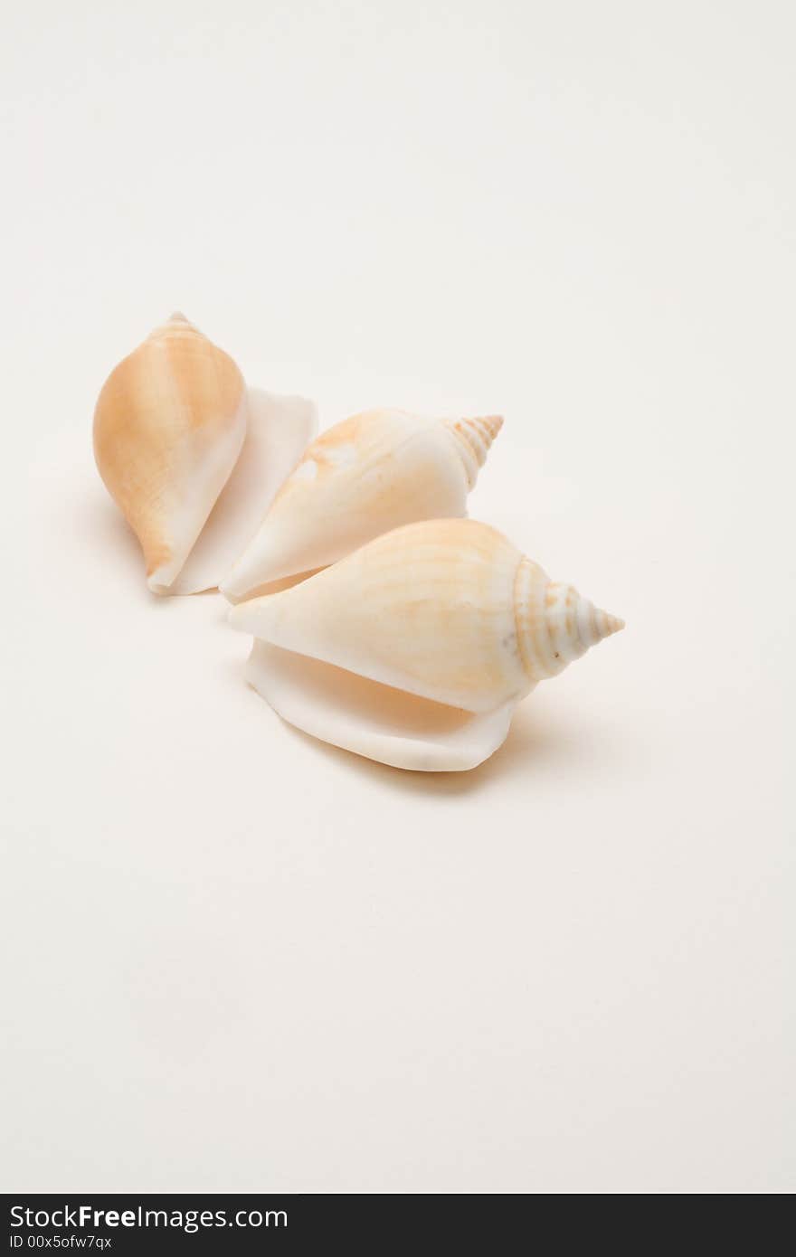 Decorative Seashells