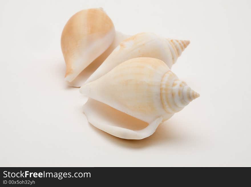 Decorative seashells