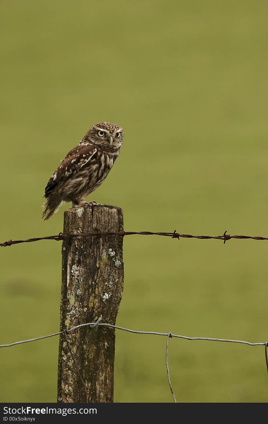 Owl On Fence Post