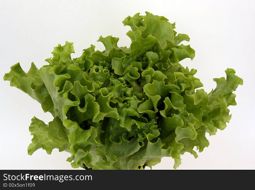 Sheet lettuce for lettuces and decoration of meal, vegetarian food