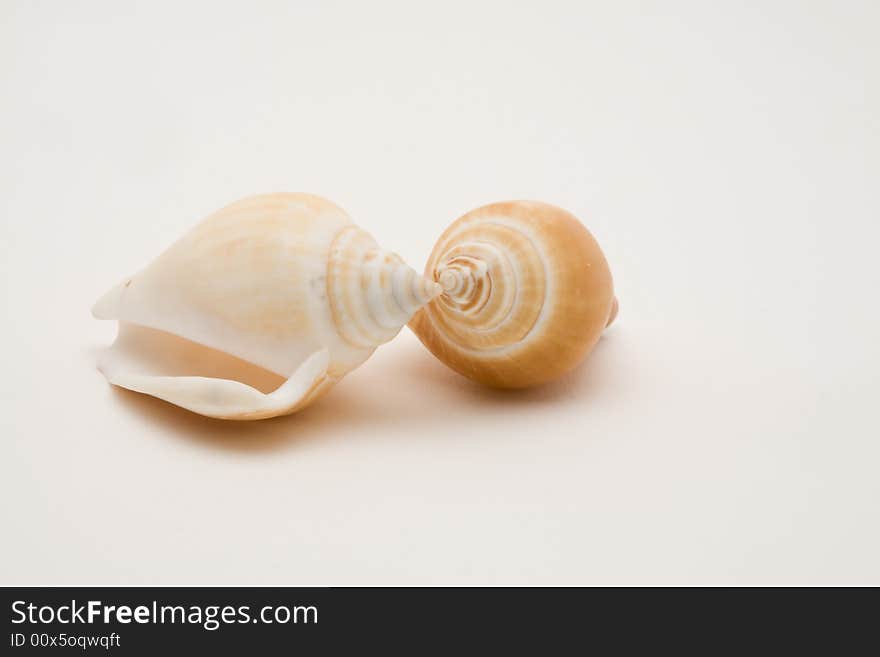 Decorative Seashells