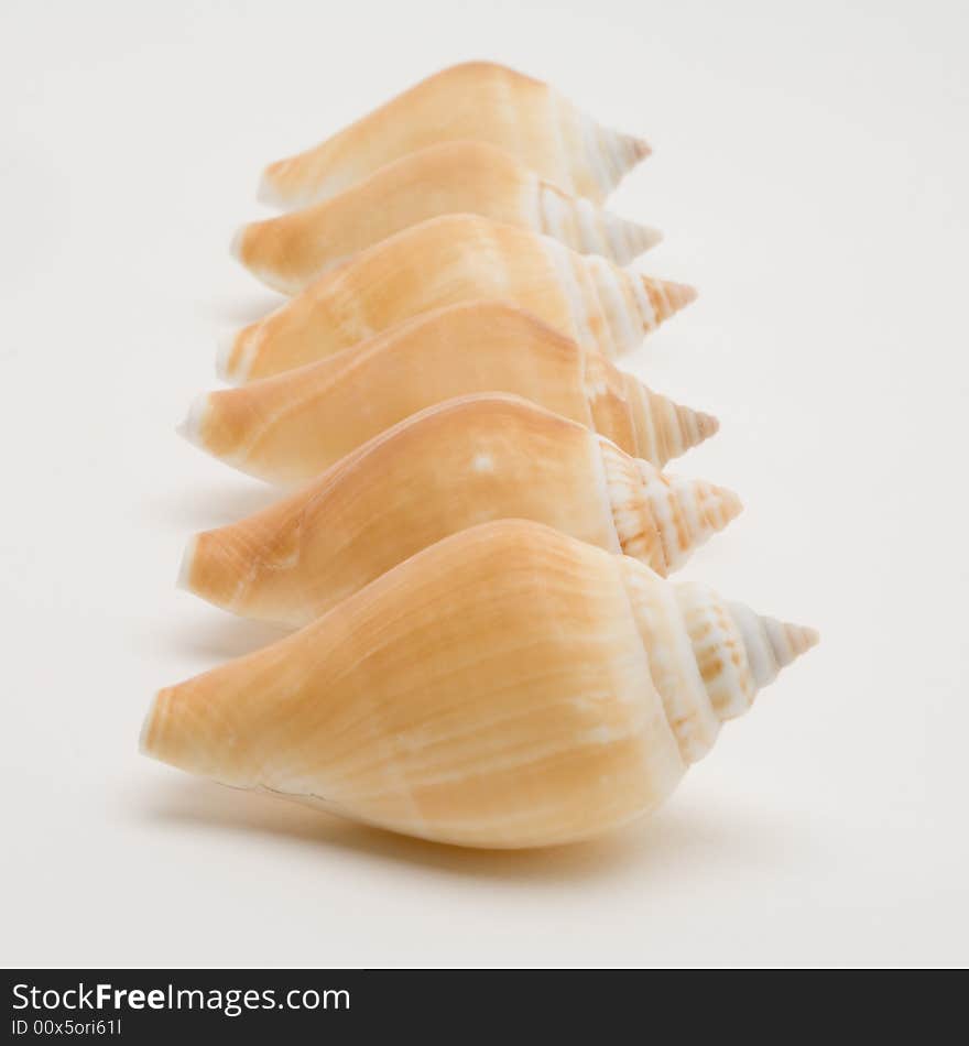 Decorative seashells