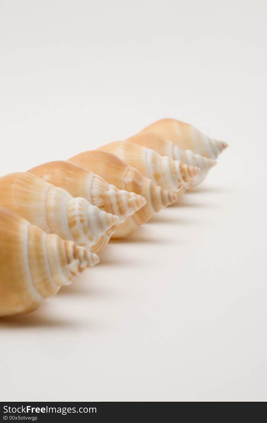 Decorative Seashells