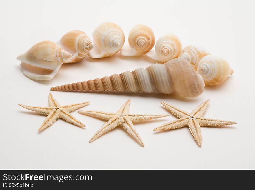 Decorative Seashells