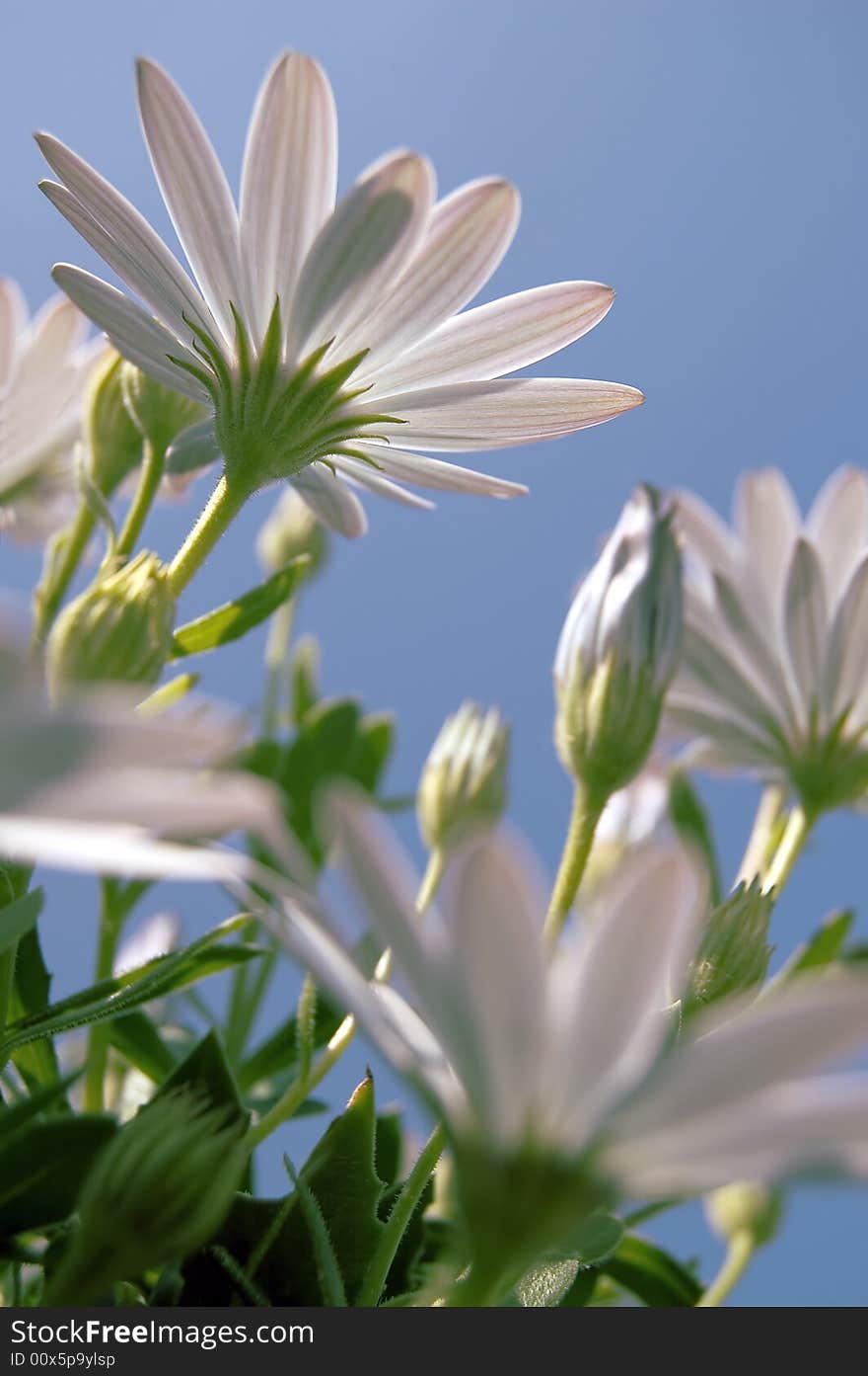 Some beautiful white flowers on blue background