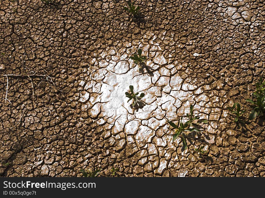 Small plant growing in a drought desert. Small plant growing in a drought desert