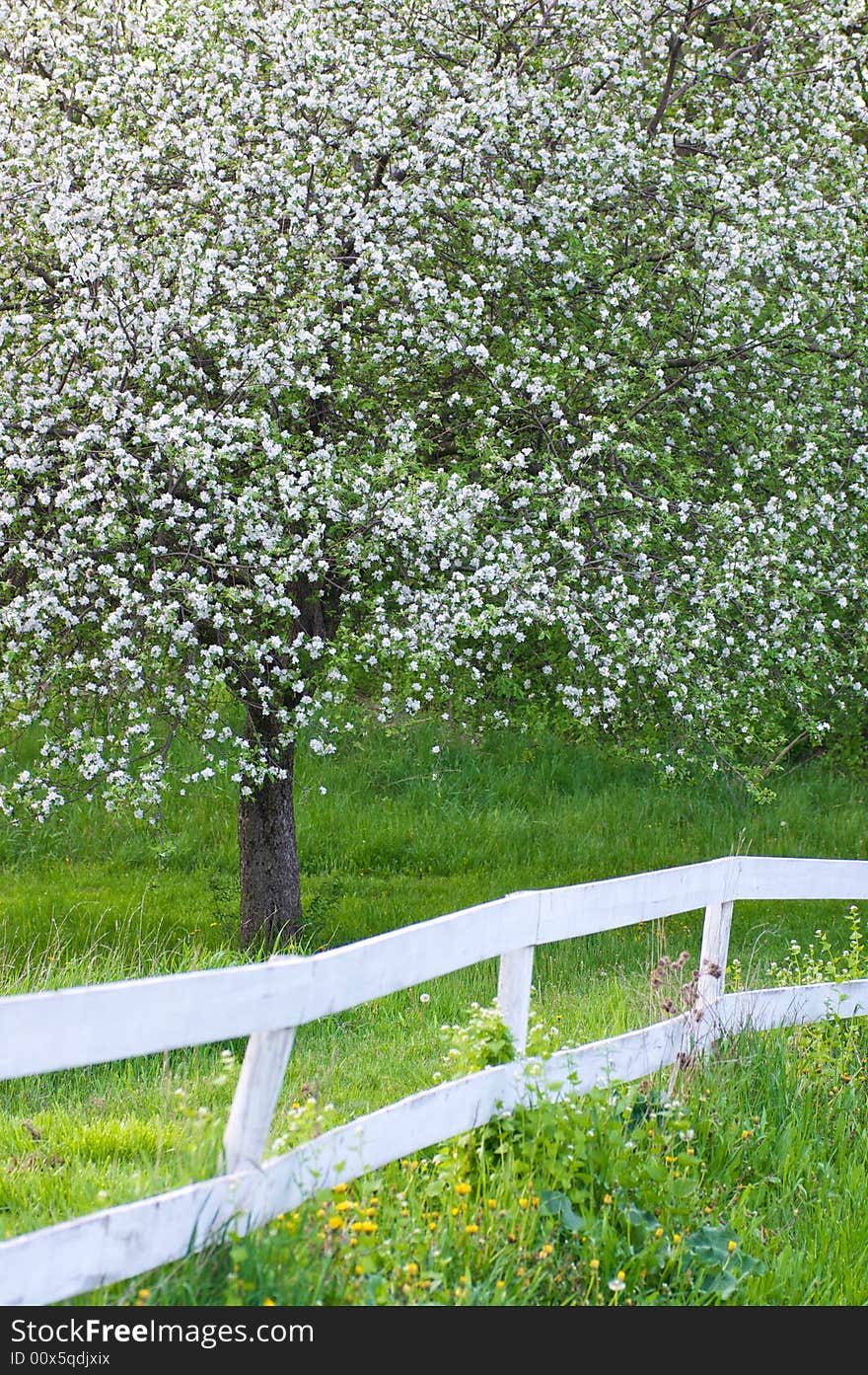 White blossoms