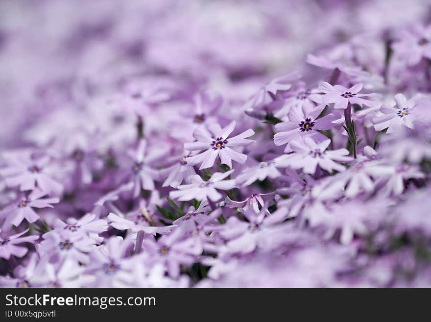 Close up of a bed of pink creeping phlox