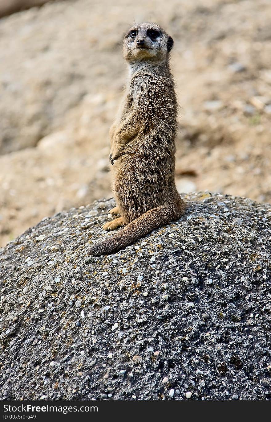 Meerkat 1