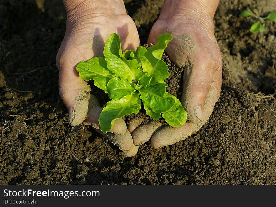 Green plant in man hand. Green plant in man hand