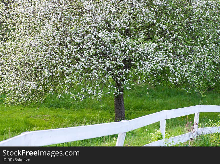 Springtime blossoms