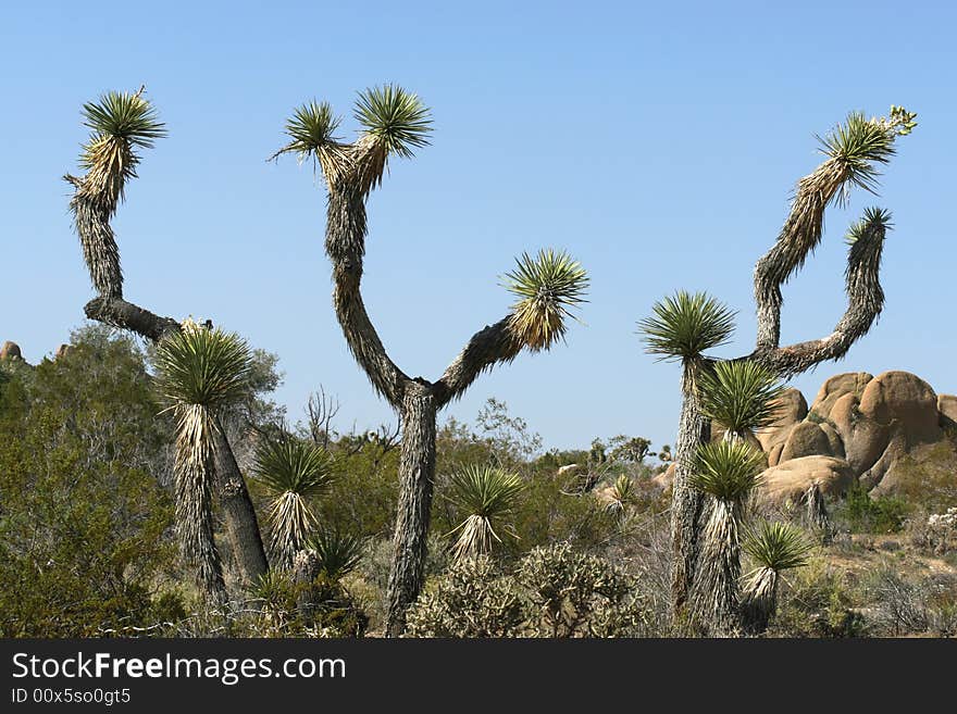 Set of Joshua Trees in Southwest Desert. Set of Joshua Trees in Southwest Desert