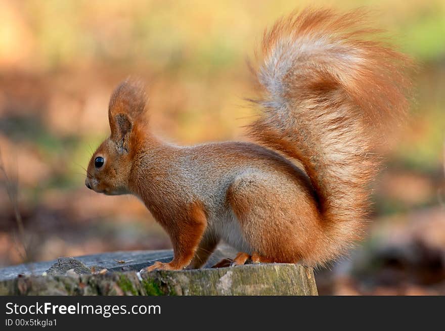 Red Squirrel On Tree Stub