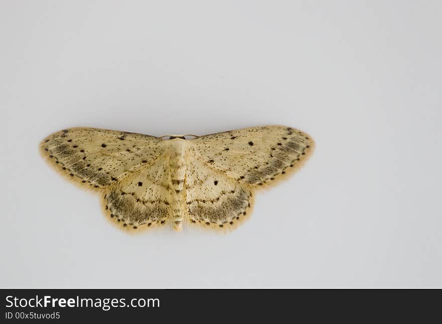 A moth or night butterfly on a white background. A moth or night butterfly on a white background