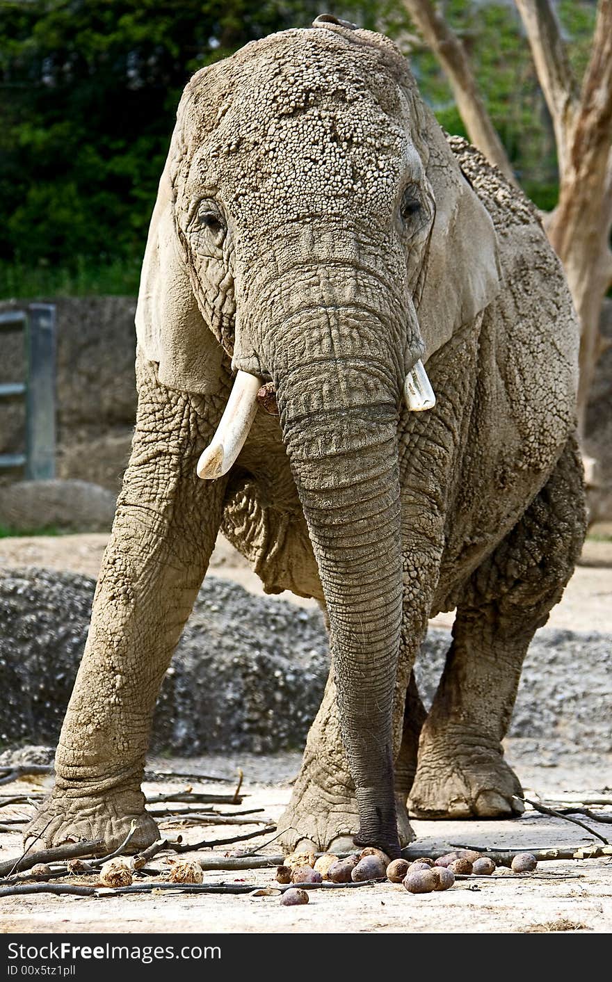 Portrait of nice african elephant. Portrait of nice african elephant