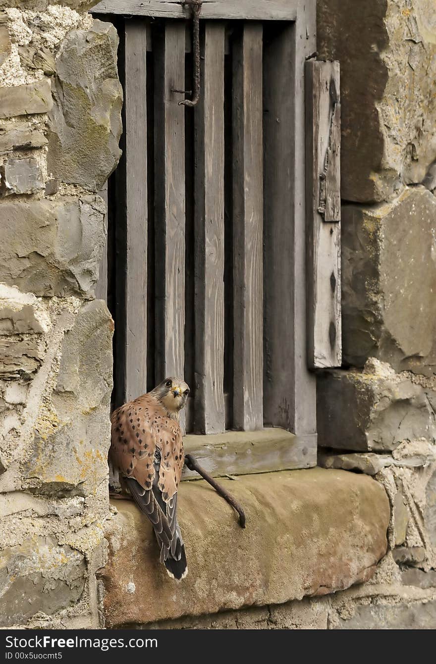 A Kestrel perched on the stone cill of an old barn in Wales, UK. A Kestrel perched on the stone cill of an old barn in Wales, UK.