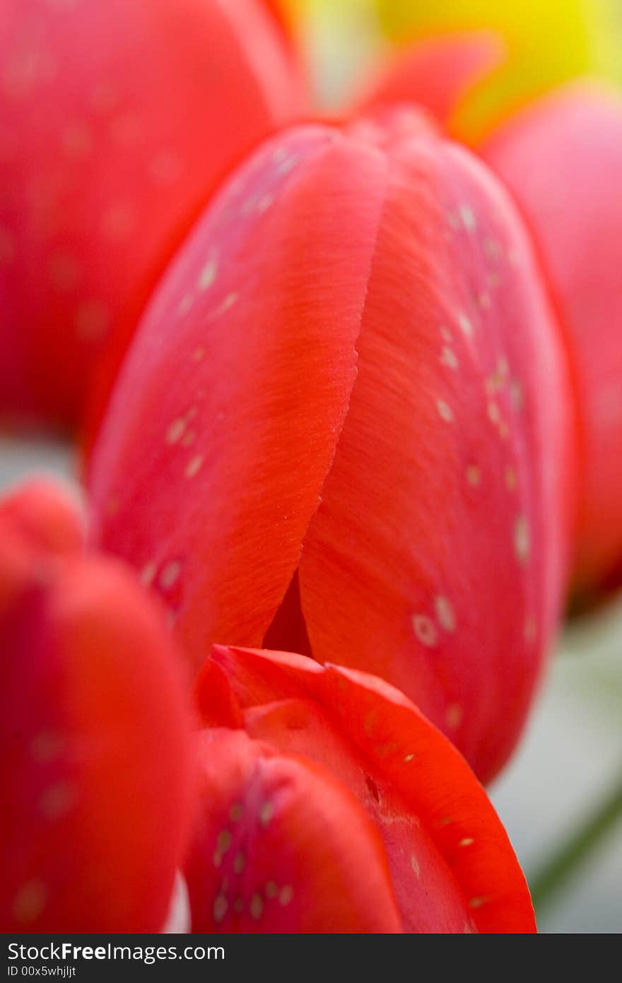 Beautiful red tulips