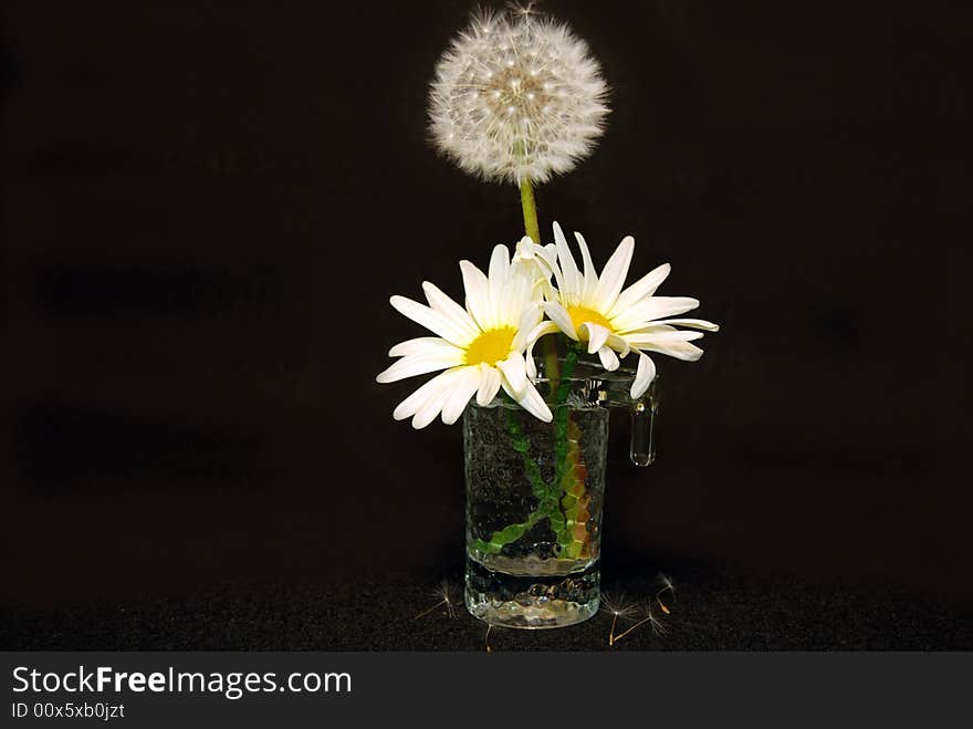 Fluffy dandelion and daisy in a glass. Fluffy dandelion and daisy in a glass.