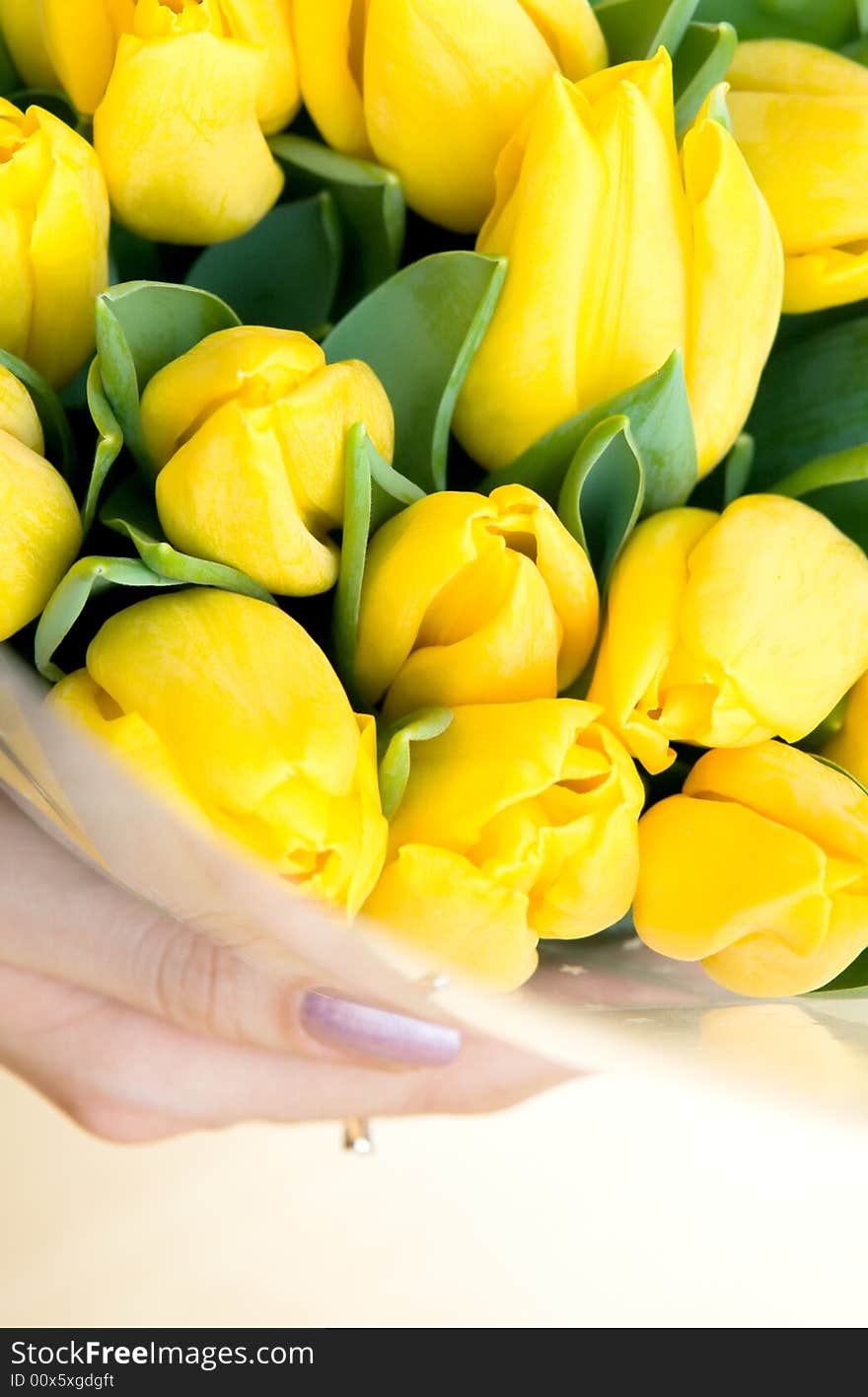 Yellow tulips in woman's hands close up