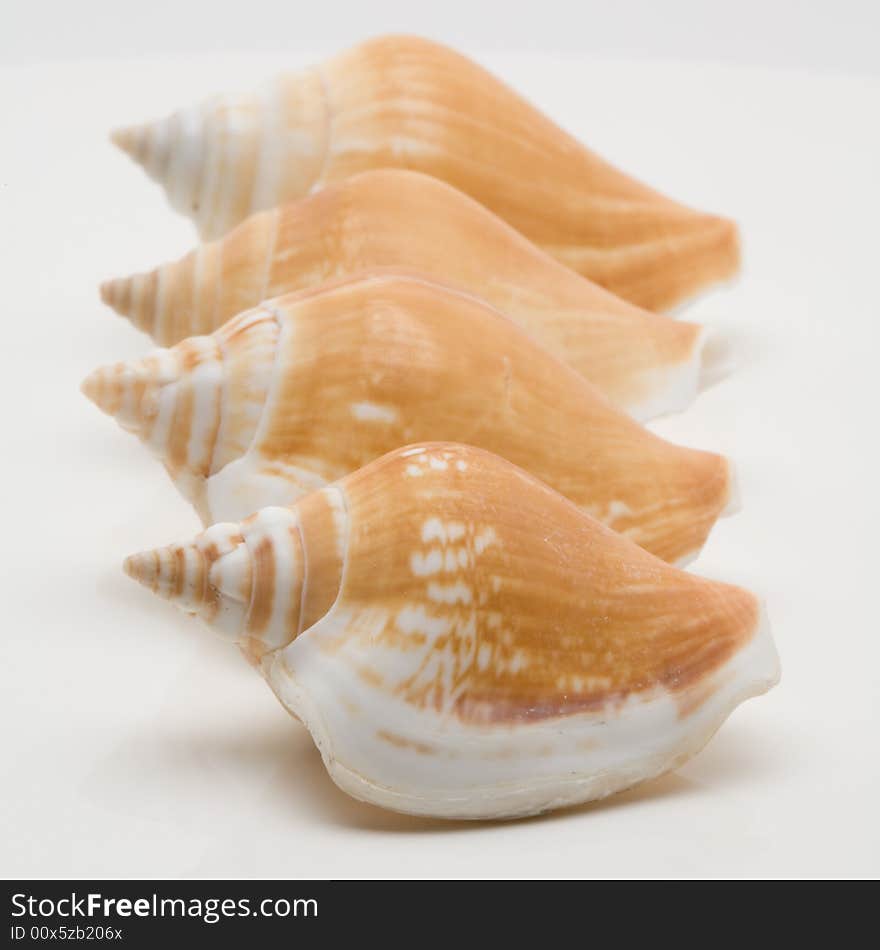 Decorative seashells