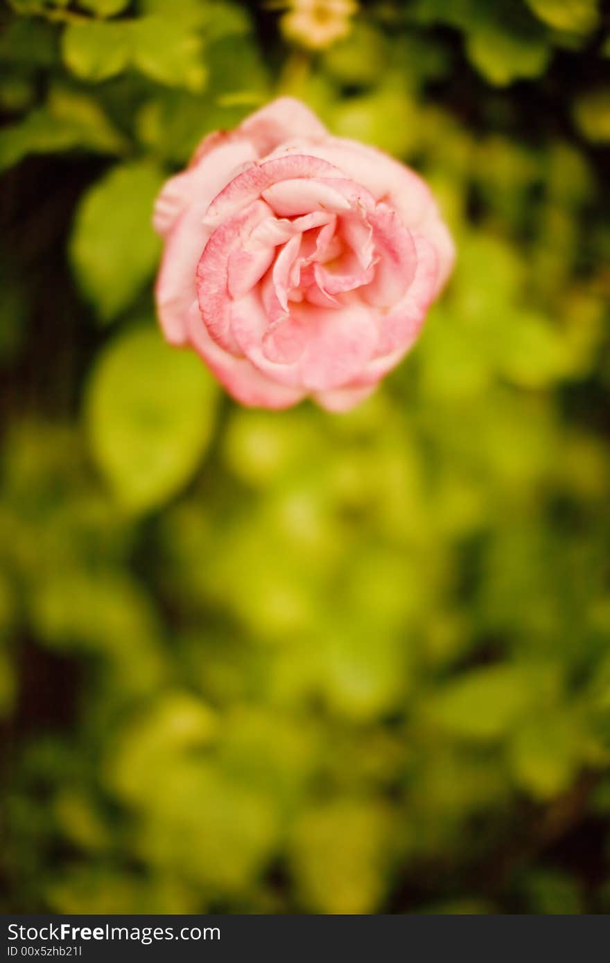 Pink rose on a pile of green leaves outside in the spring during a warm day