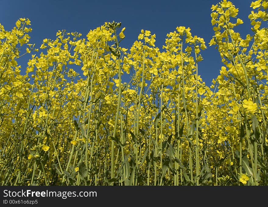 Canola oilseed with bright clear sky. biodiesel is made from that.