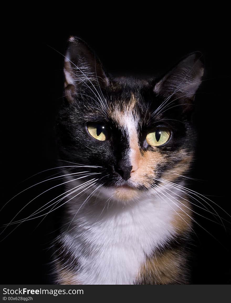 Close up of a cat's face