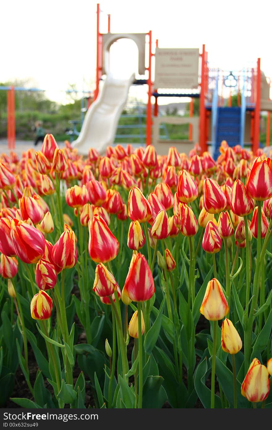 Tulips on a playground in a park. Tulips on a playground in a park