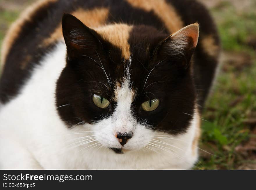 A beautiful female cat with three colours. A beautiful female cat with three colours.