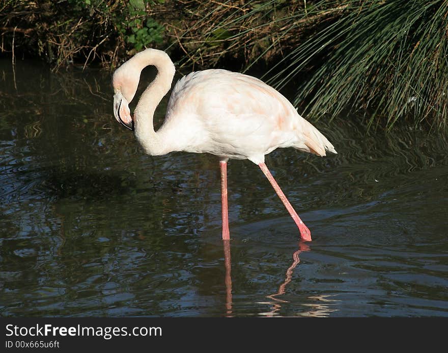 Flamingo