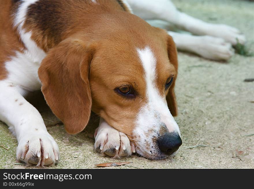 Two years old female beagle