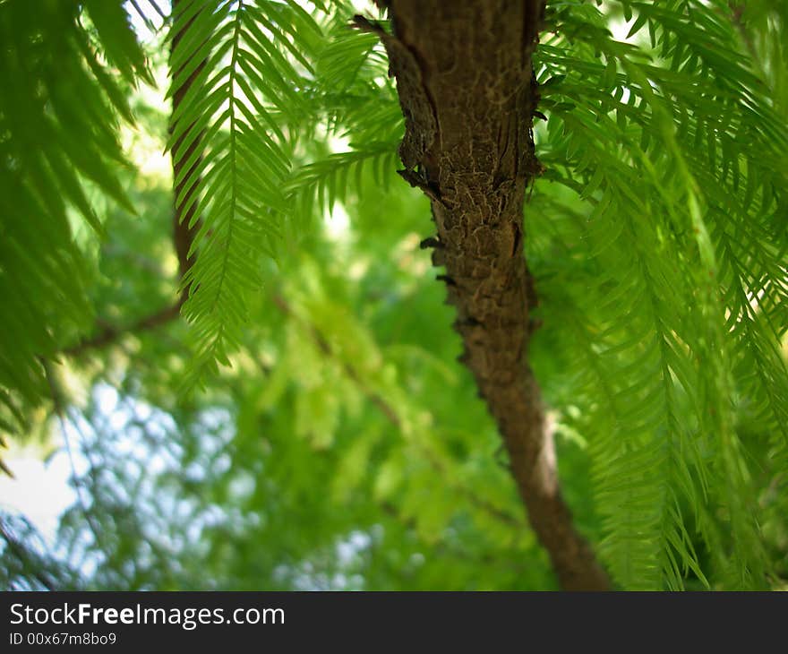 A branch and leaves of a rare type of spruce tree