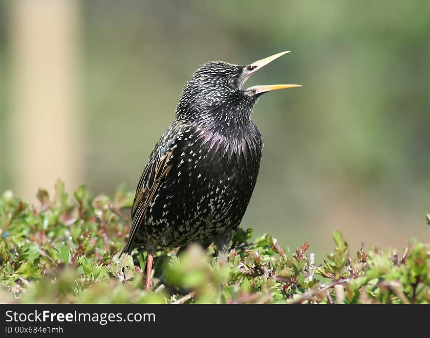 Starling searching for food on a hedge.