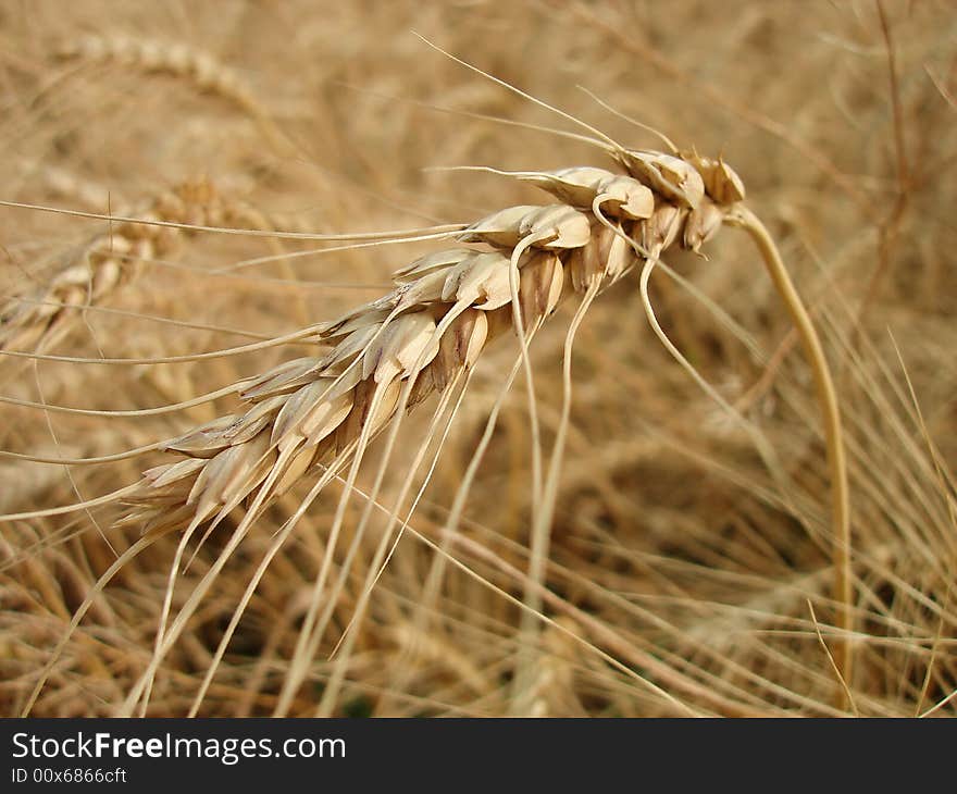 Mature Wheat Ear