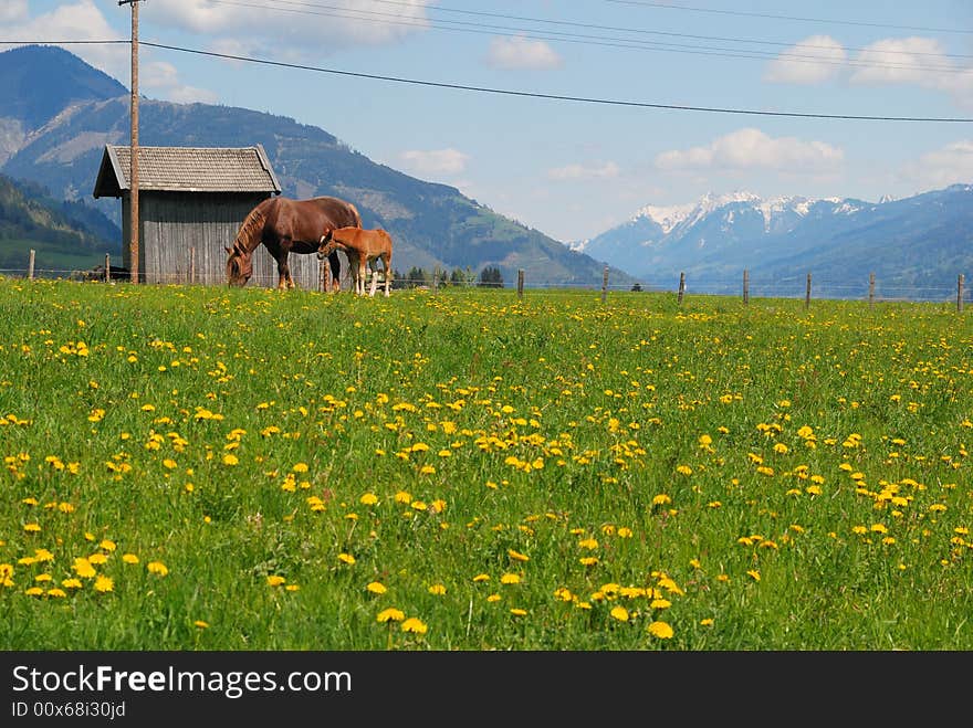 Landscape with horse and foal