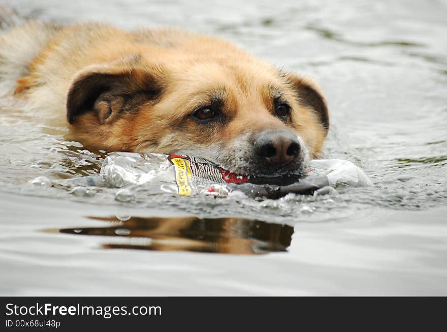 Dog Swimming With Plastic Bottle