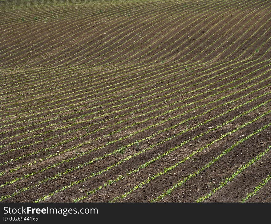 Newly planted corn field green lines effect