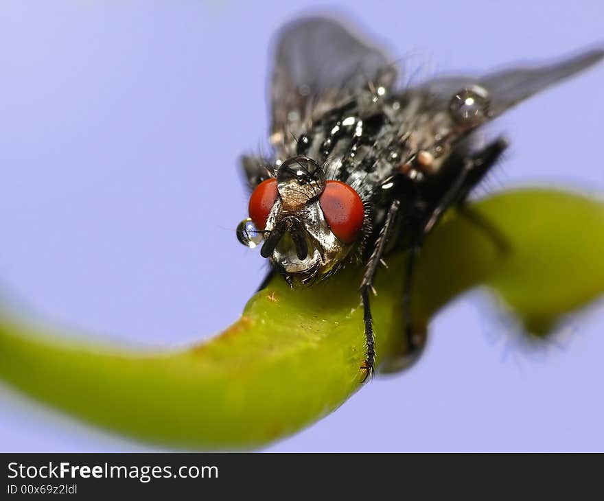 Fly with raindrops