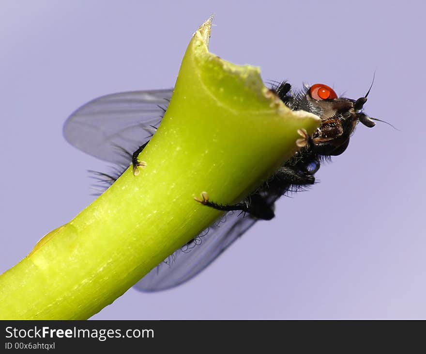 This fly had a little raindrop on his eye. It looks like he was crying. This fly had a little raindrop on his eye. It looks like he was crying.