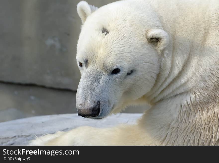 Polar bear sitting and thinking in the city zoo