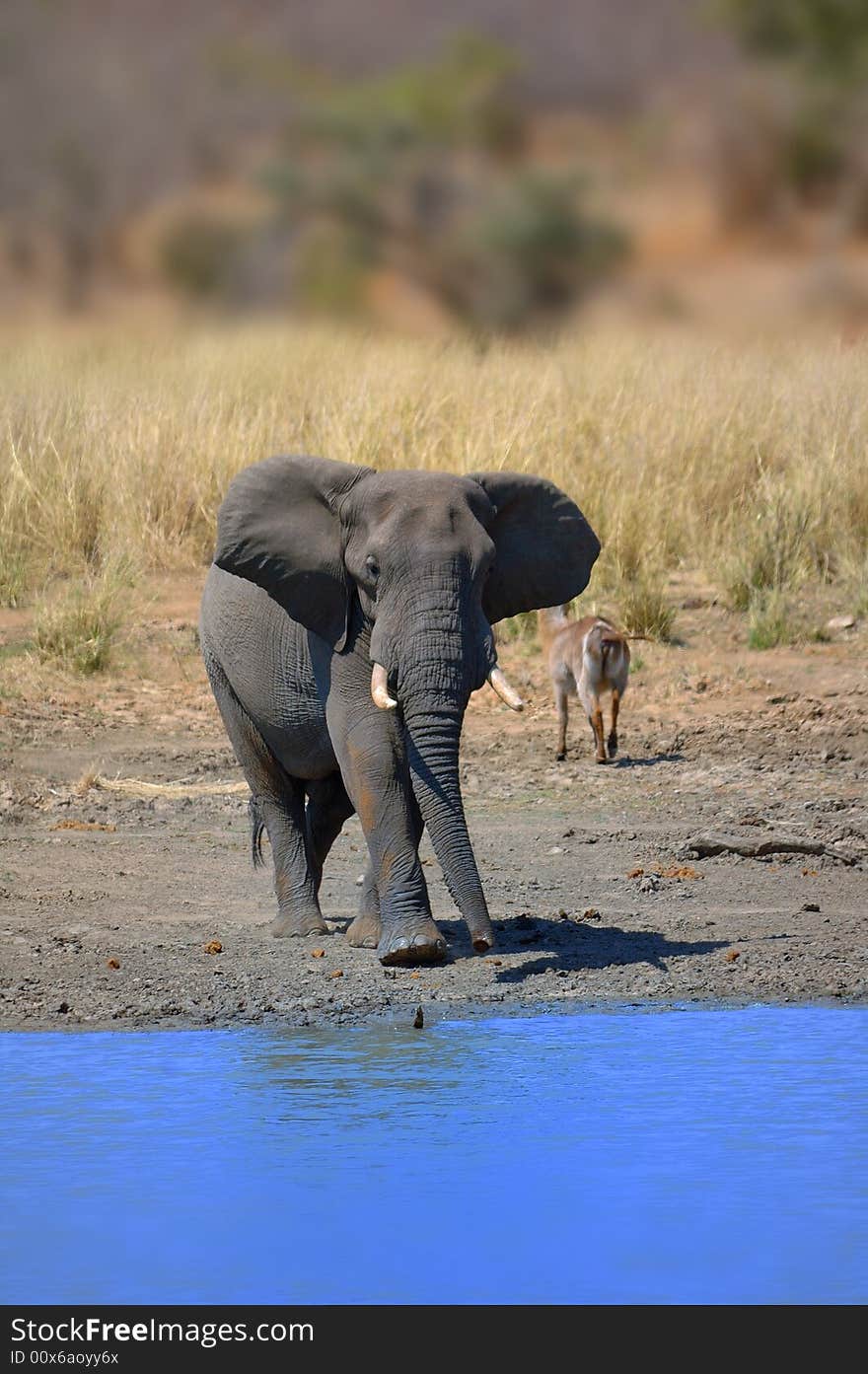 A Waterbuck casted away by african elephant bull walking straight to the water hole (South Africa). A Waterbuck casted away by african elephant bull walking straight to the water hole (South Africa)