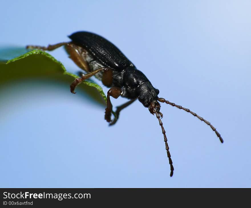 This beetle is about to take off from the little leaf. This beetle is about to take off from the little leaf.