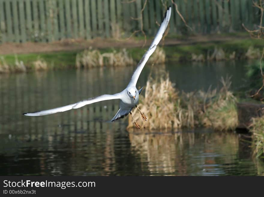 Seagull