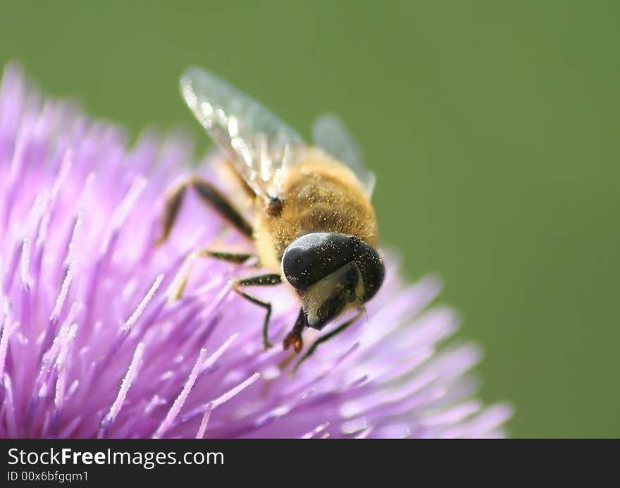 Bee