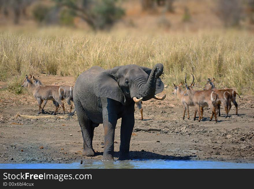 African elephant at a water hole with Waterbucks in the background (South Africa). African elephant at a water hole with Waterbucks in the background (South Africa)