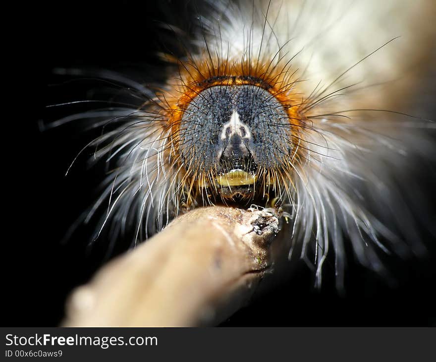 Scary hairy caterpillar