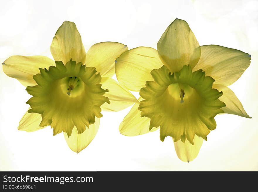 Yellow narcissis on a white background