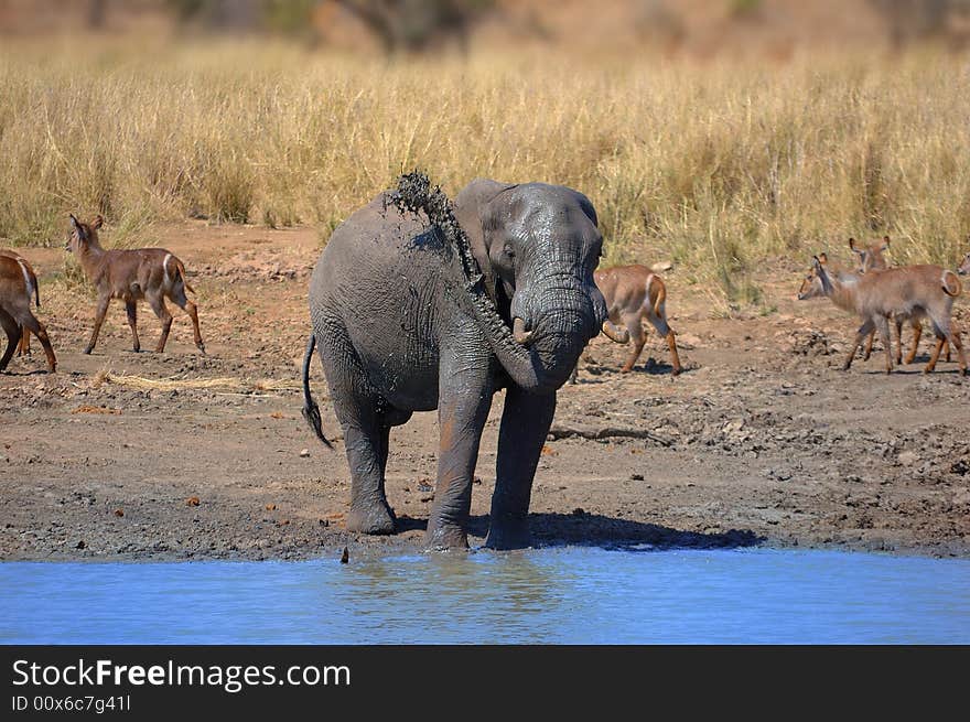 African elephant at a water hole with Waterbucks in the background (South Africa). African elephant at a water hole with Waterbucks in the background (South Africa)