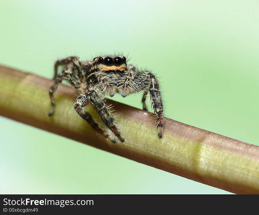 Lovely jump spider