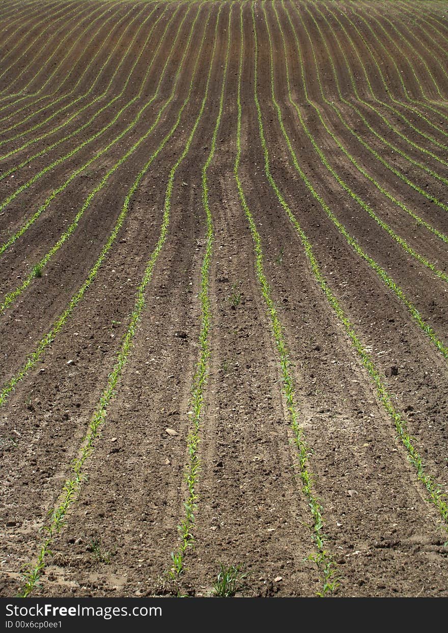 Newly planted corn field green lines effect